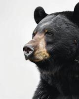 A black bear with a white background photo