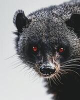 A close up of a black animal with red eyes photo