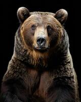 A large brown bear is looking at the camera photo