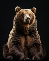 A brown bear sitting down on a black background photo