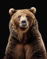 A brown bear is looking at the camera photo