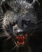 A close up of a black animal with its mouth open photo