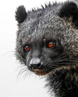 A close up of a black and white animal with red eyes photo