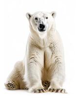 A large white polar bear sitting down on a white background photo