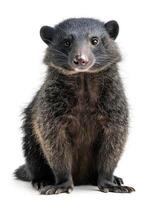 A small animal sitting down on a white background photo