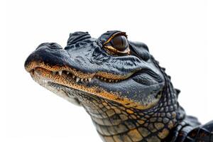 A close up of a large alligator head photo