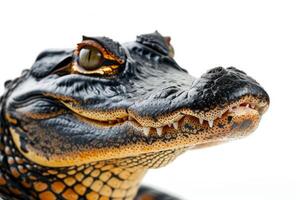 A close up of a crocodile's head photo