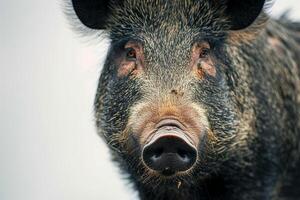 A close up of a wild boar photo