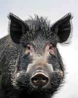 A close up of a pig with a gray sky background photo