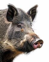 A close up of a wild boar on a white background photo