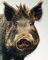 A close up of a pig with a big nose photo