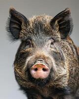 A close up of a pig with its mouth open photo