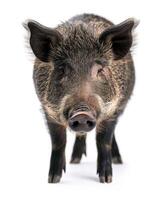 Wild boar, isolated on white background photo