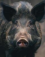 A close up of a pig with a big nose photo