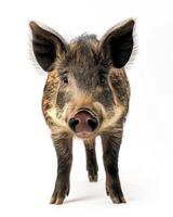 A pig is standing in front of a white background photo