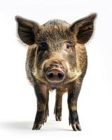A pig is standing in front of a white background photo