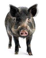 A pig is standing in front of a white background photo