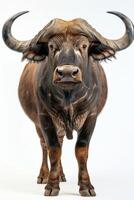 An image of a buffalo with large horns photo