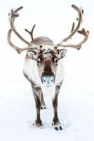 A reindeer with antlers standing in the snow photo