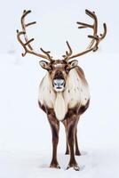 A reindeer with large antlers standing in the snow photo