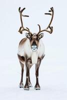 A reindeer with large horns standing in the snow photo