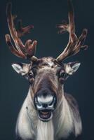 A reindeer with big horns on its head photo