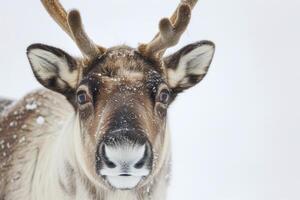 A close up of a reindeer with big horns photo