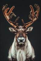 A reindeer with antlers on a black background photo