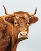 A close up of a brown cow with long horns photo