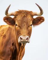 A close up of a cow with horns photo
