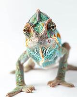 A chameleon lizard on a white background photo