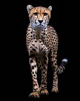 A cheetah is standing in front of a black background photo