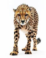 A cheetah is walking in front of a white background photo