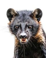 A close up of a black and brown animal with its mouth open photo