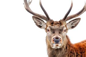 A close up of a deer with big horns photo