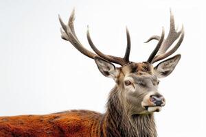 A close up of a deer with large antlers photo