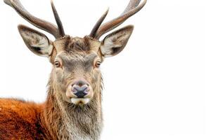 A close up of a deer with big horns photo