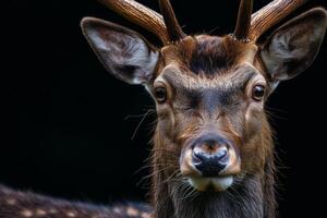 A close up of a deer with big horns photo