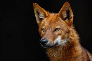 A close up of a red wolf looking at the camera photo