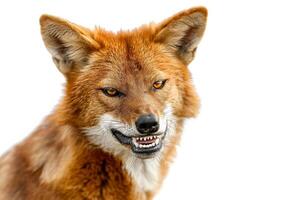 A red fox with its mouth open photo