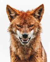 A red wolf with its mouth open photo