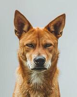 A close up of a dog with a sad expression photo