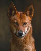 A close up of an animal with a big smile photo
