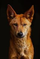 A close up of a dog with big eyes photo
