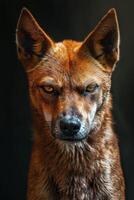 A close up of a dog with a big, angry face photo