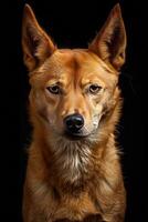 A dog with a sad expression on its face photo