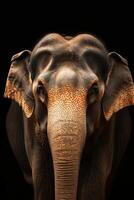 A close up of an elephant's face with a black background photo