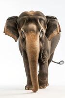 An elephant with a toothbrush in its mouth photo