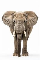 An elephant is standing in front of a white background photo