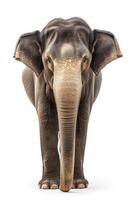 An elephant is standing in front of a white background photo